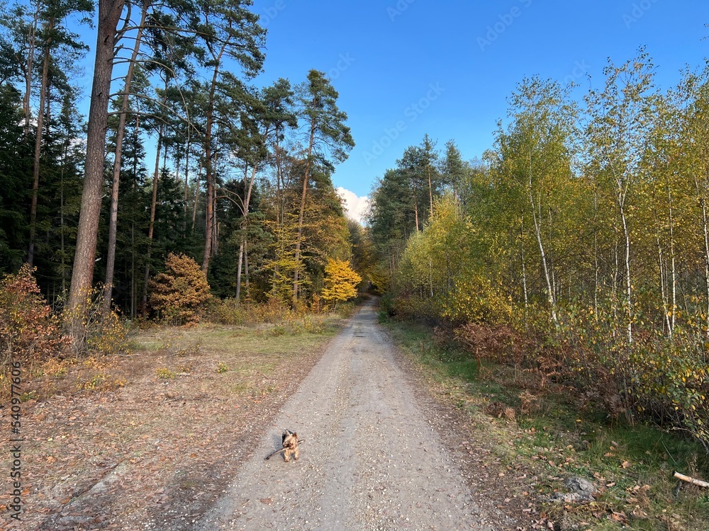 las w Świętokrzyskim , wycinka lasu , wycinanie lasu ,
drzewa w lesie , drewno , drzewo w lesie , jesień w lesie lasy Golejowskie ,
