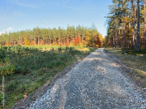 las w Świętokrzyskim , wycinka lasu , wycinanie lasu , drzewa w lesie , drewno , drzewo w lesie , jesień w lesie lasy Golejowskie , 