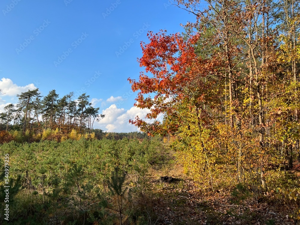 las w Świętokrzyskim , wycinka lasu , wycinanie lasu ,
drzewa w lesie , drewno , drzewo w lesie , jesień w lesie lasy Golejowskie ,