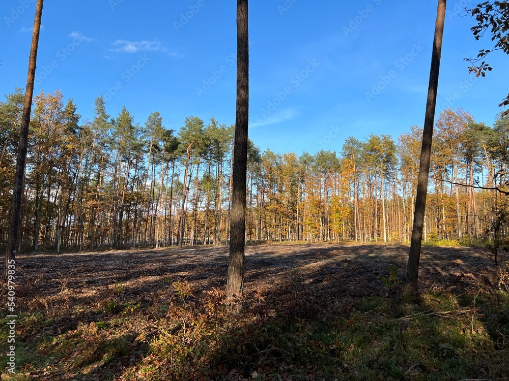 las w Świętokrzyskim , wycinka lasu , wycinanie lasu ,
drzewa w lesie , drewno , drzewo w lesie , jesień w lesie lasy Golejowskie ,
