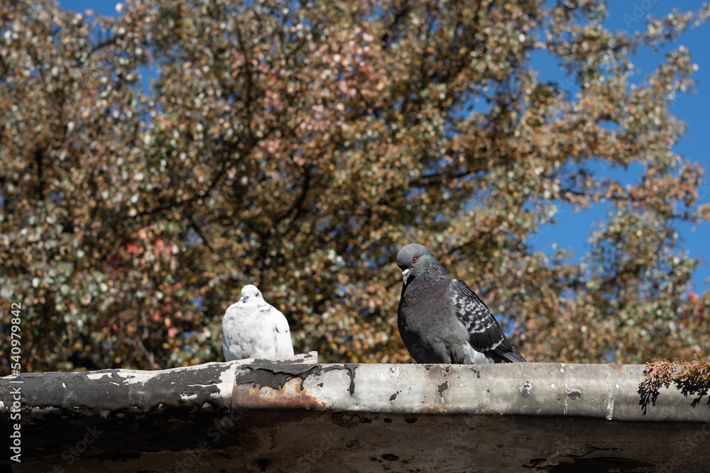 Obraz premium Dove is sitting on the roof