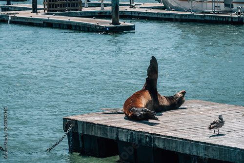 seal on the pier photo