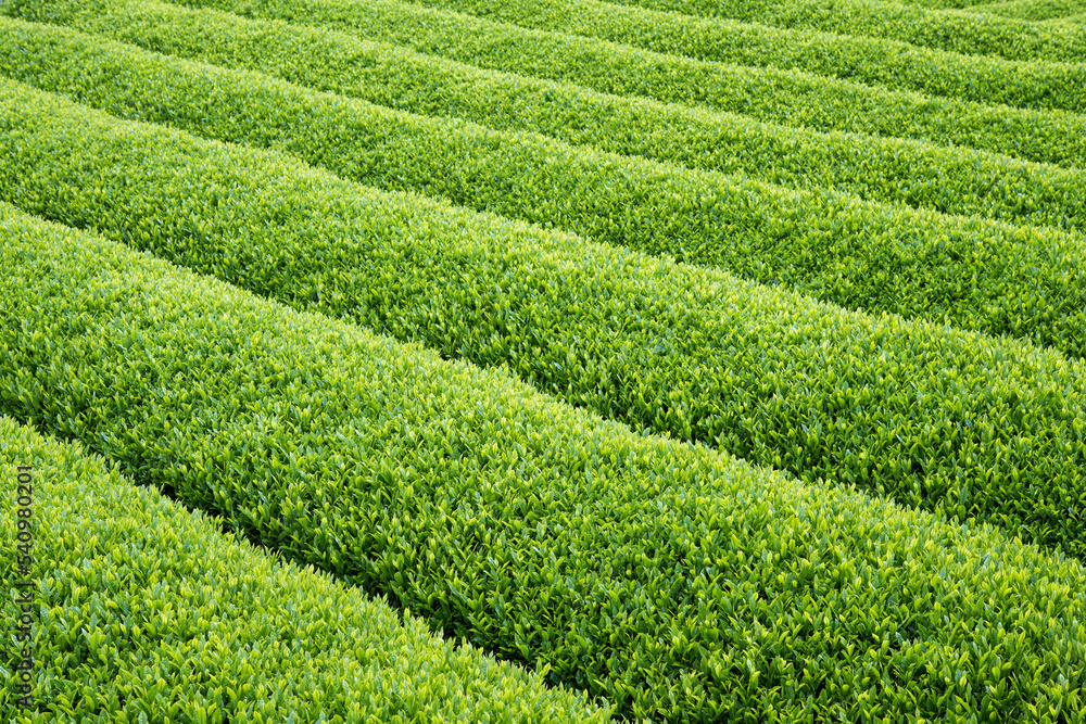 整然と並ぶ緑の茶樹 春の茶畑の背景 コピースペース Rows of green tea bushes in Shizuoka, Japan 整然と並ぶ緑の茶樹 春の茶畑の背景 コピースペース Rows of green tea bushes in Shizuoka, Japan