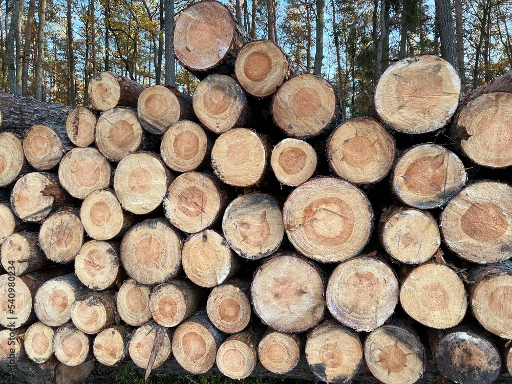 las w Świętokrzyskim , wycinka lasu , wycinanie lasu ,
drzewa w lesie , drewno , drzewo w lesie , jesień w lesie lasy Golejowskie , las w Świętokrzyskim , wycinka lasu , wycinanie lasu ,
drzewa w lesie , drewno , drzewo w lesie , jesień w lesie lasy Golejowskie ,