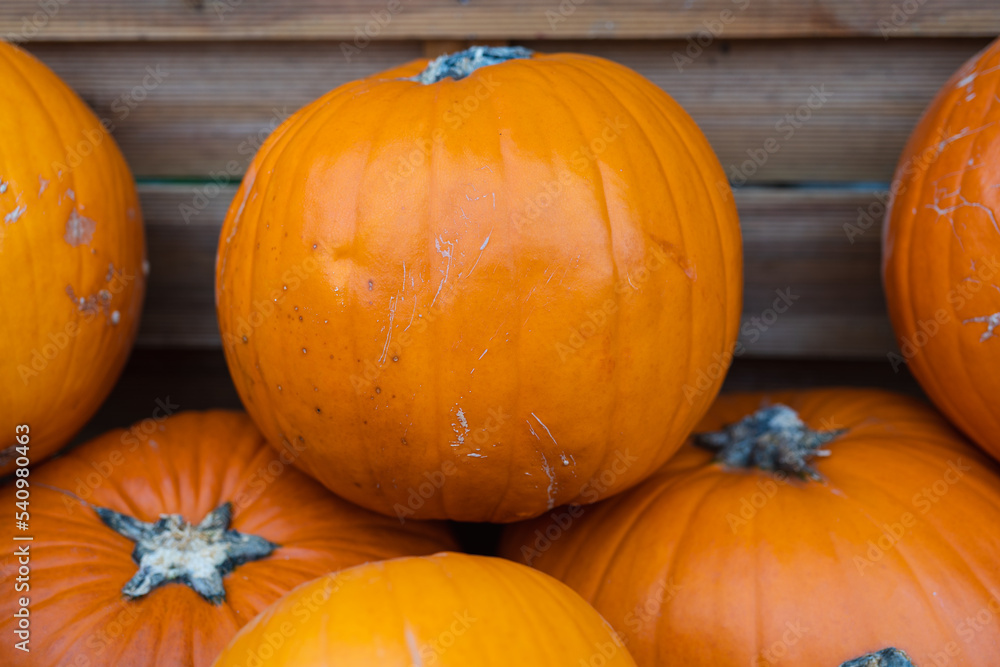 Close-up round ripe orange pumpkin on a store counter among other pumpkins, autumn harvest and fertility concept, selective focus
