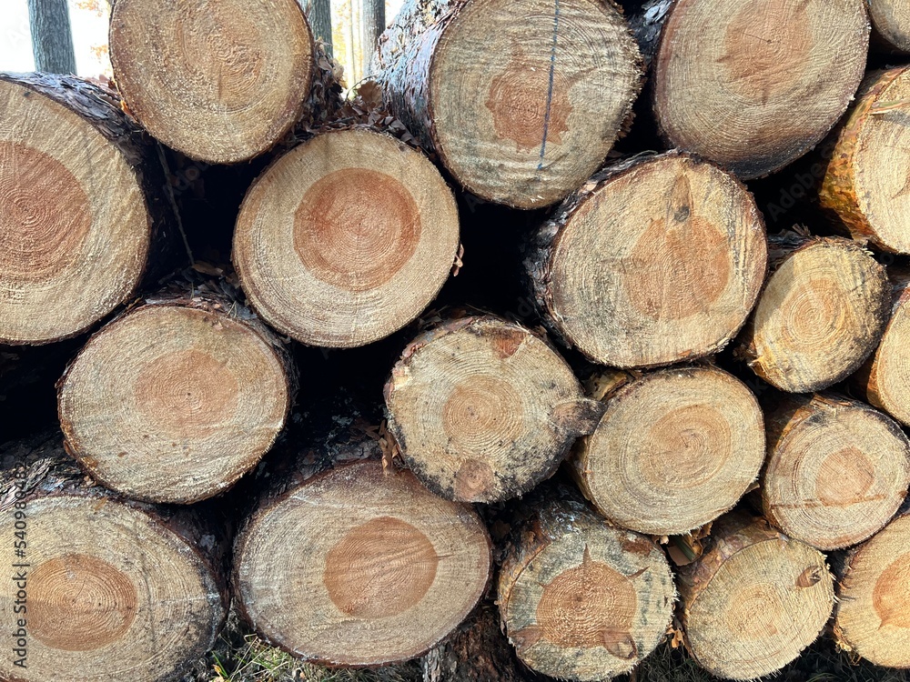 las w Świętokrzyskim , wycinka lasu , wycinanie lasu ,
drzewa w lesie , drewno , drzewo w lesie , jesień w lesie lasy Golejowskie ,