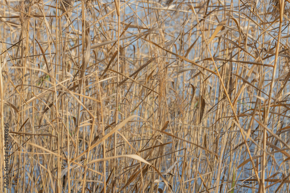 Fototapeta premium Yellow stems of dried autumn grass against a blue sky. Late autumn.