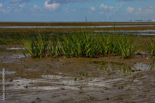 Common cordgrass during low tide, also called Spartina anglica or Salz Schlickgras photo