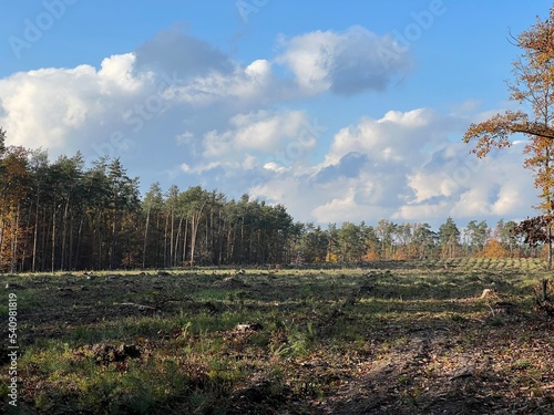 Obraz na płótnie las w Świętokrzyskim , wycinka lasu , wycinanie lasu ,
drzewa w lesie , drewno , drzewo w lesie , jesień w lesie lasy Golejowskie , w salonie