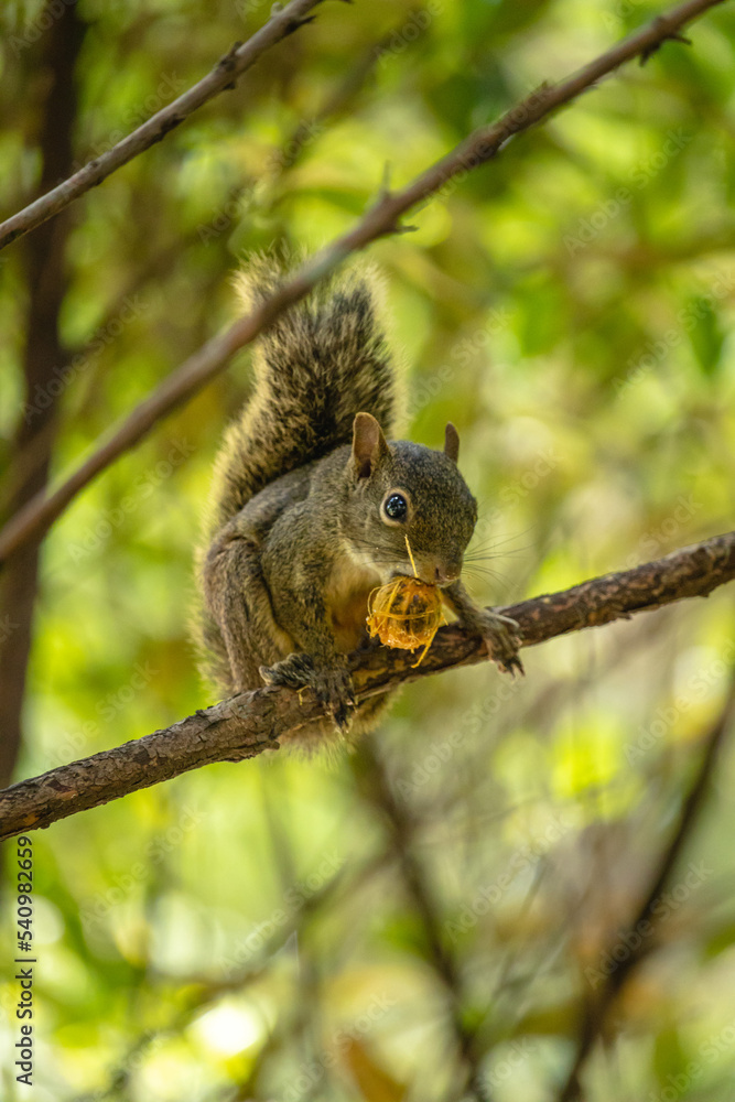 squirrel in the city of Brumadinho, State of Minas Gerais, Brazil
