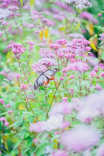 butterfly on pink flower