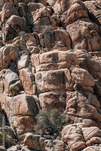 Wallpaper Mural Tree in the desert mountains in California Torontodigital.ca