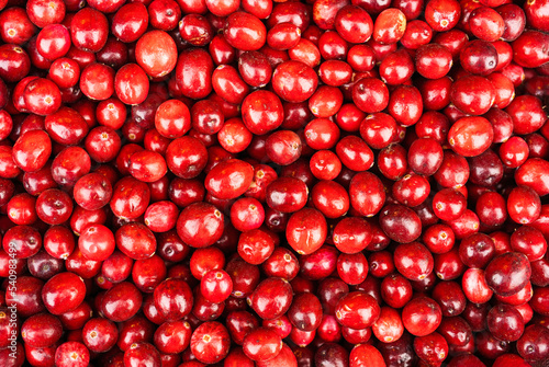 Red cranberries  oxycoccos  close-up  autumn harvest and fertility concept  cranberries are used to make fruit drinks  juices  kvass  extracts  jelly  they are good sources of vitamins. top view