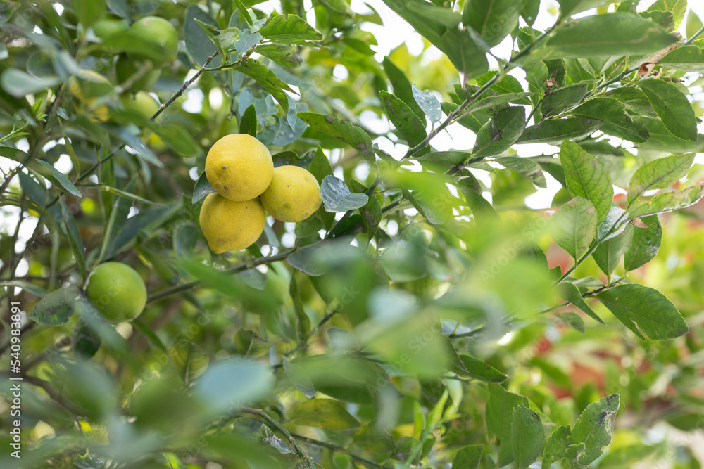 Lemon tree with 3 ripe yellow lemons in the center, with copy space Lemon tree with 3 ripe yellow lemons in the center, with copy space