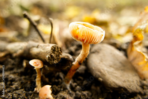 Wild toadstools growing on the forest floor. Possibly Scurfy twiglet (Tubaria furfuracea). Selective focus and short depth of field.