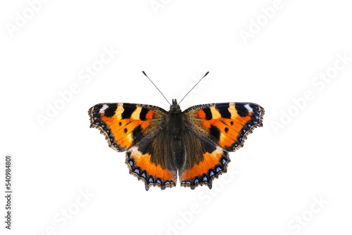 Small tortoiseshell butterfly isolated against white background