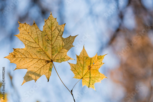 The background image is warm yellow, orange. The texture of autumn leaves. Natural, environmentally friendly natural background. A copy of the place for the text.