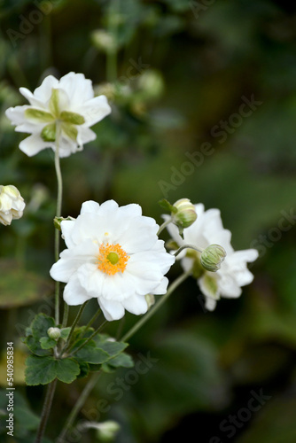 シュウメイギク