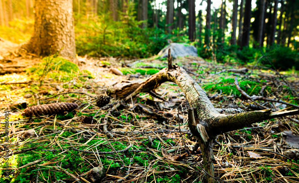 Calm cold morning in deep forest during sunrise Calm cold morning in deep forest during sunrise