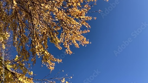 秋の札幌の紅葉