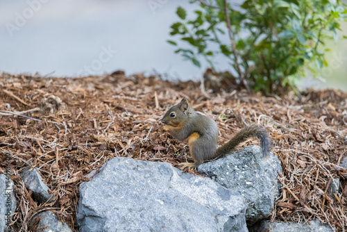 A Douglas squirrel perched on a rock and eating in Bremerton, Washington. © Linda