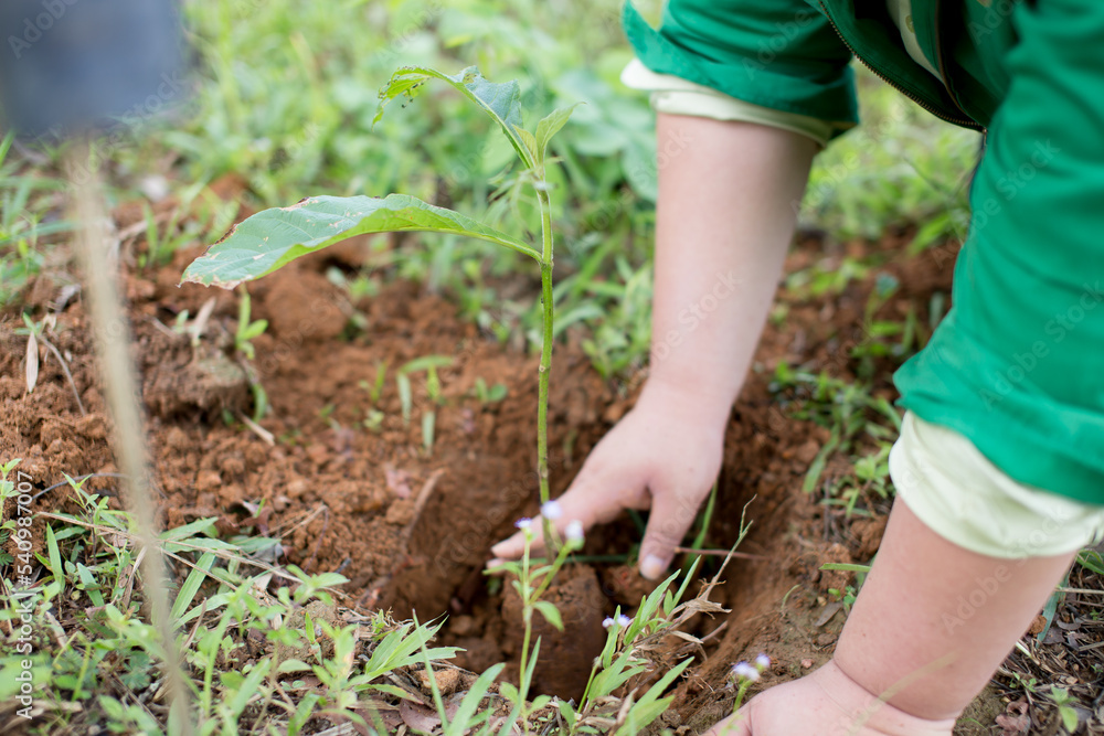 Plant a tree Plant a tree