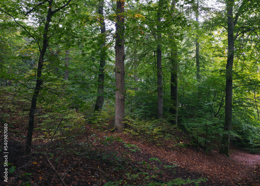 Herbststimmung Natur Herbststimmung Natur