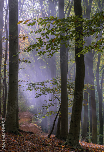 Herbststimmung Natur Nebel