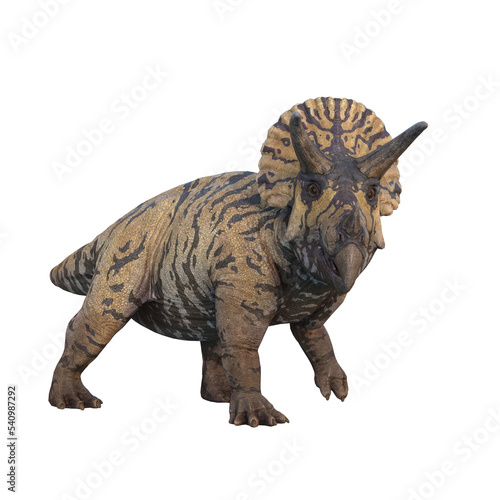 Triceratops Cretaceous period dinosaur. 3D illustration isolated on transparent background.