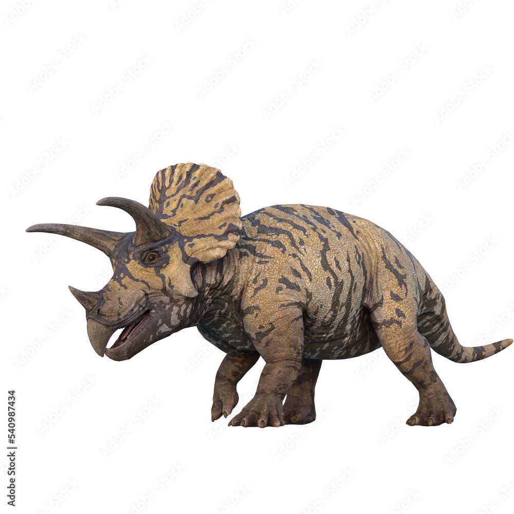 Triceratops dinosaur side vire, walking. 3D illustration isolated on transparent background. Triceratops dinosaur side vire, walking. 3D illustration isolated on transparent background.