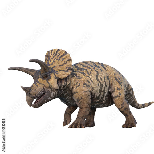 Triceratops dinosaur side vire, walking. 3D illustration isolated on transparent background.