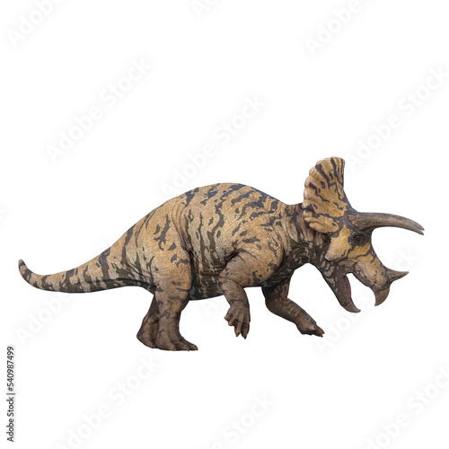 Triceratops dinosaur side view with mouth open. 3D illustration isolated on transparent background.
