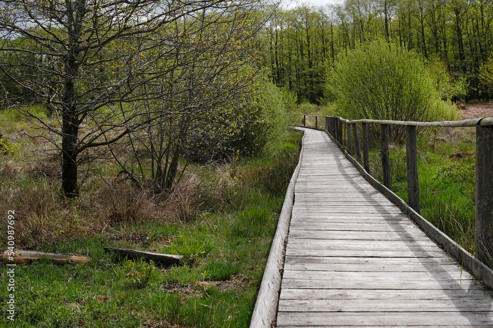 Fototapeta premium Wooden path leading through a forest in the Eifel region