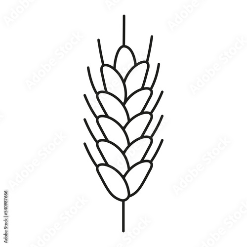 Barley, rye grain ear, line icon. Linear sketch of barley, rye ear. Outline spica plant for agriculture, cereal products, bakery. Vector sign