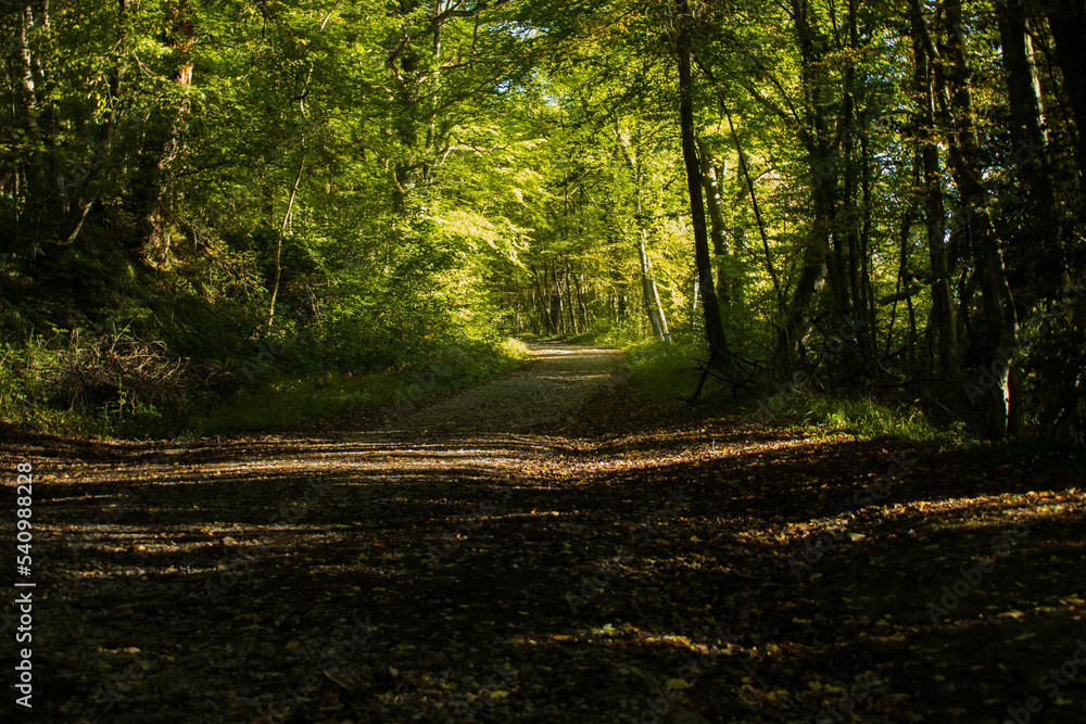 Obraz premium Petit sentier dans les bois un matin d'automne