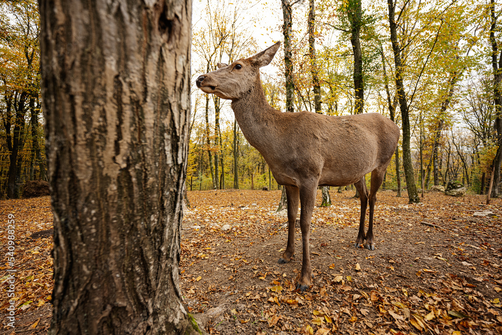 Close up of roe deer in autumn forest near tree. Close up of roe deer in autumn forest near tree.