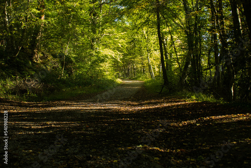 Petit sentier dans les bois un matin d'automne