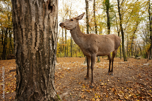 Close up of roe deer in autumn forest near tree.