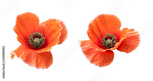 Red orange poppy flowers isolated on transparent background