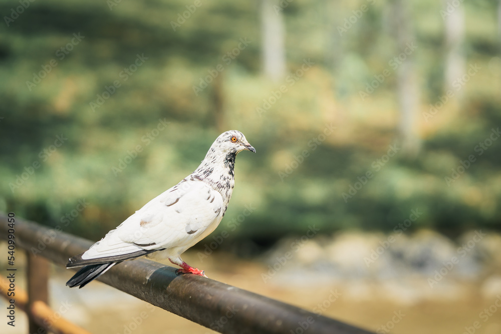 Fototapeta premium white pigeon with black spot