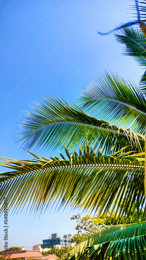 Fototapeta premium coconut palm tree and blue sky. Wallpaper with palm leaf and sky. Travels and vocation. Relax and Paradise.