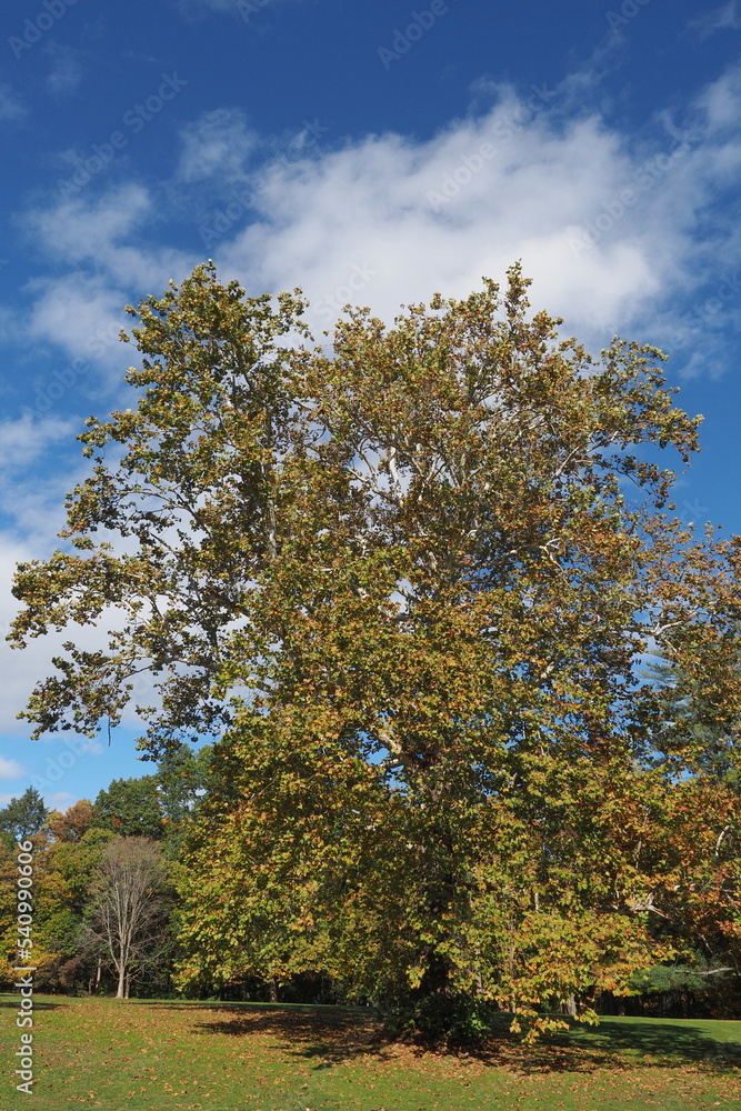 Beautiful blue skies behind the tree in early autumn.