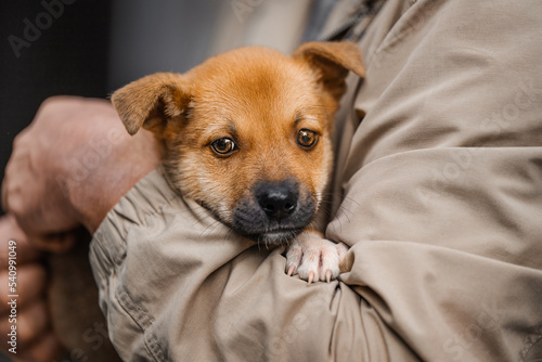 Cute red puppy in the arms of a human.