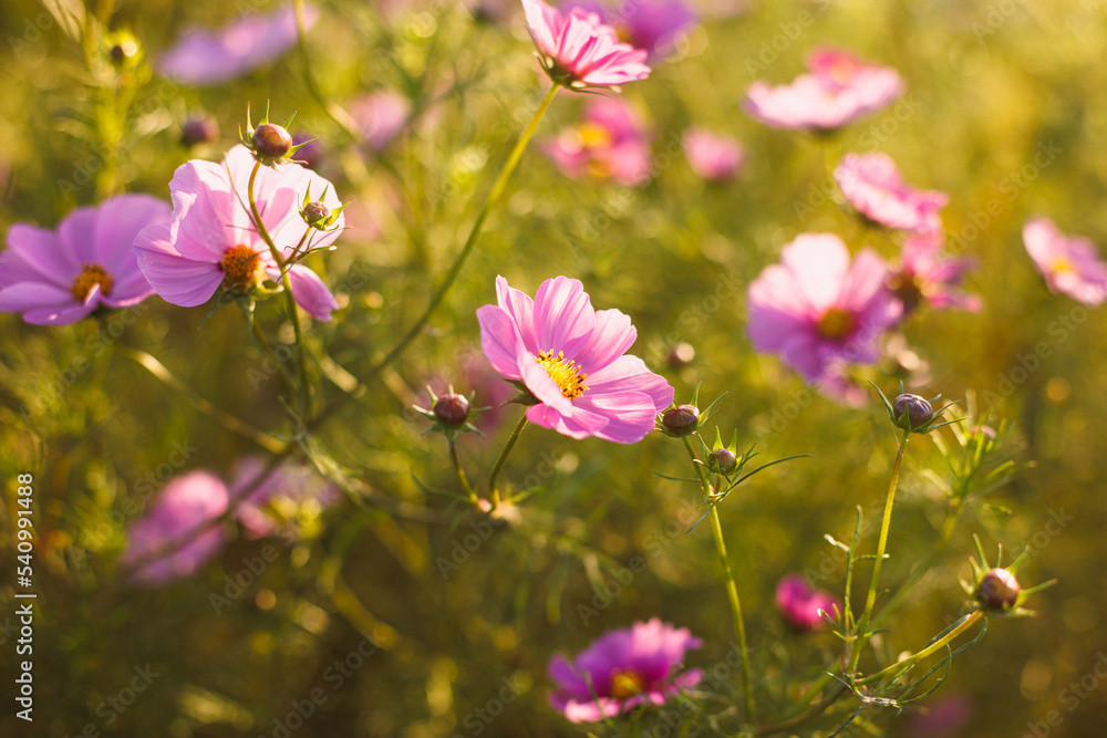 Fototapeta premium 秋桜