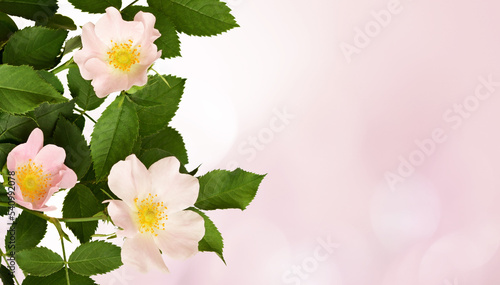 Wild rose flowers in a border arrangement on pink background photo
