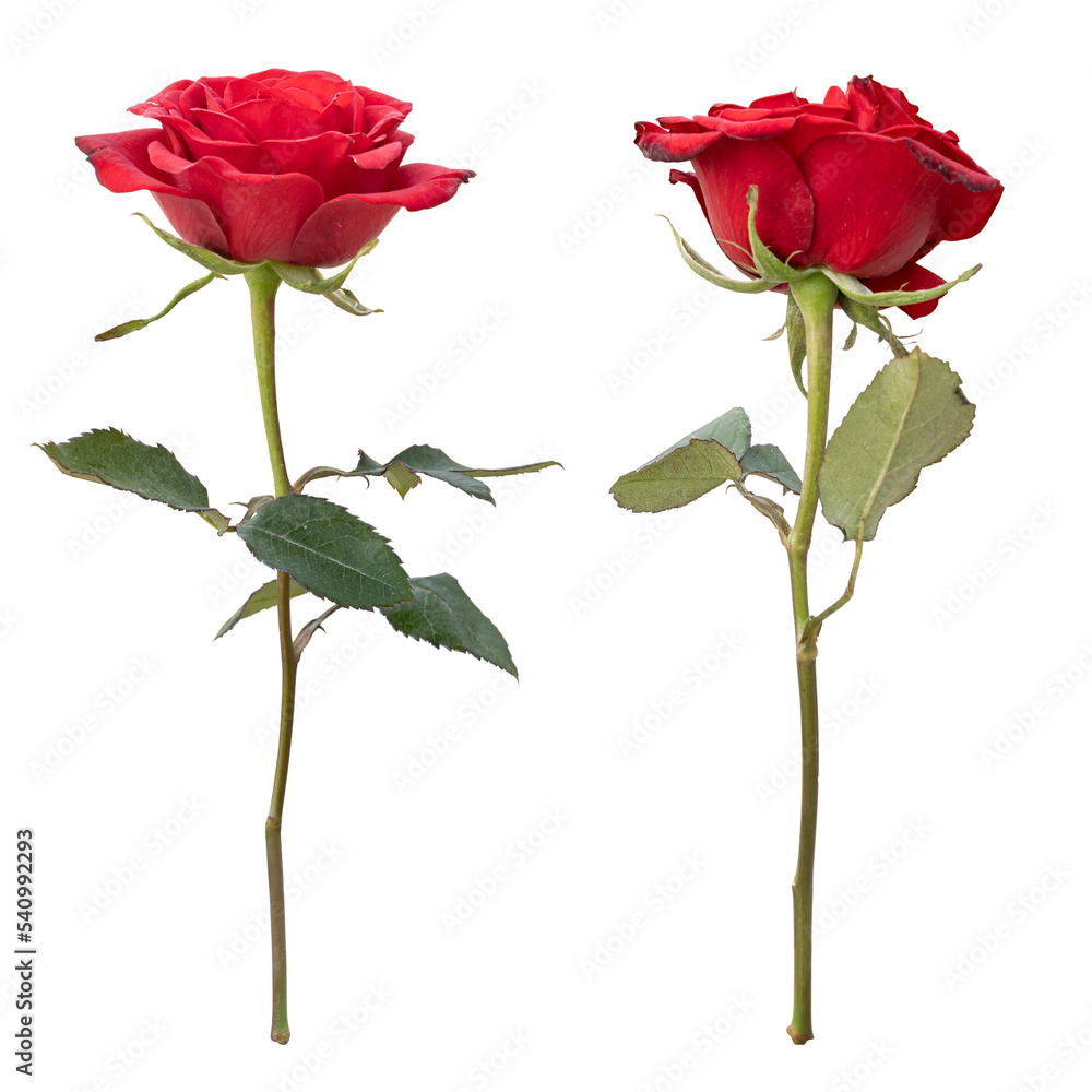 Naklejka premium Rose flower stems isolated on transparent background