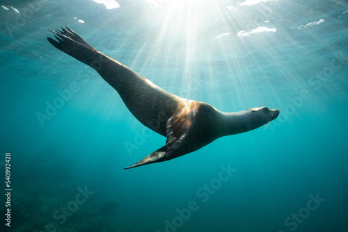sea lion in the ocean © Sabine