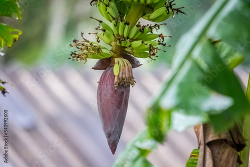 branch of a tree with leaves flower banana. banana blossom