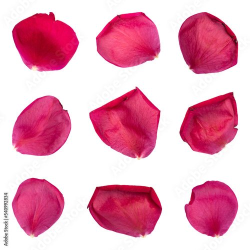 Collection of rose flower petals isolated on transparent background