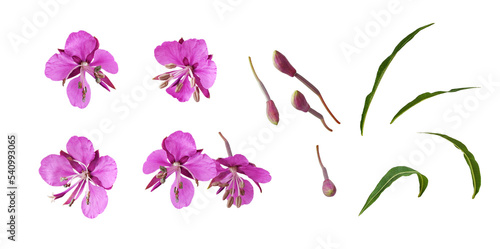 Set of pink epilobium flowers, buds and green leaves isolated photo